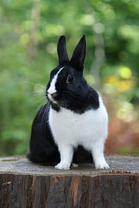 black Dutch rabbit sitting on wooden surface thumbnail