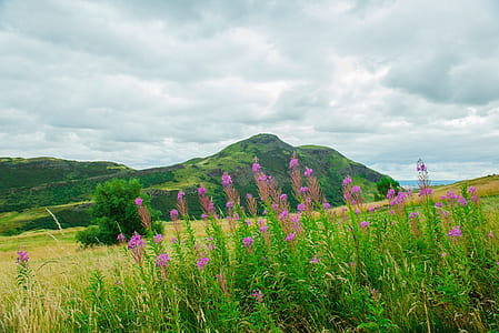 purple flowers under cloudy sky thumbnail