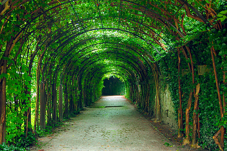 focus photography of roadway with tree tunnel thumbnail