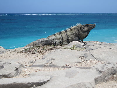 gray and black lizard on gray rock near sea at daytime thumbnail