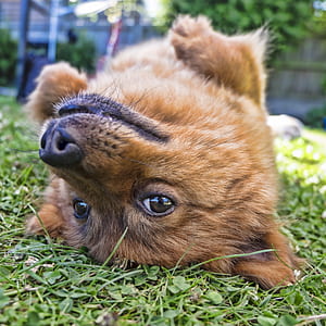 closeup photo of tan puppy on grass field thumbnail