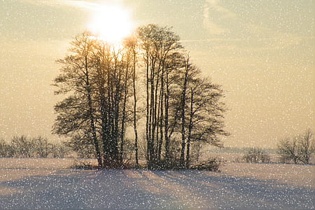 green trees under the blue sky thumbnail