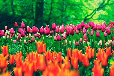Tulip Flowers In Field thumbnail