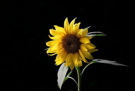 selective focus photo of sunflower thumbnail