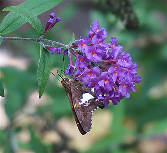 Silver-Spotted Skipper, Butterfly thumbnail