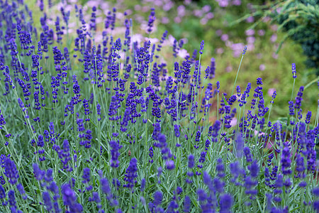 purple lavender flowers during daytime thumbnail