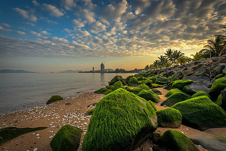 green rocks in seashore during daytime thumbnail