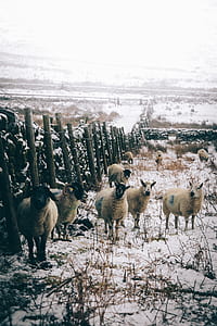 white sheep near fence thumbnail