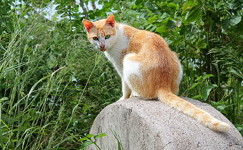 cat sitting on rock thumbnail