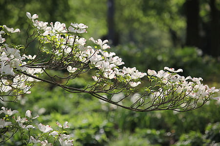 shallow focus photography of white flowers thumbnail