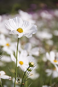 white cosmos flower in selective focus photography thumbnail