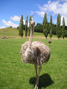 gray ostrich \ thumbnail