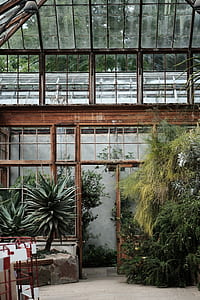 green plants in glass house thumbnail