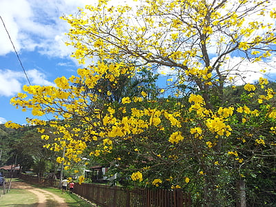 yellow flowering tree thumbnail