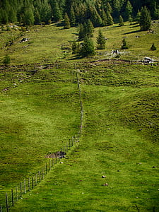 Green Grass With Pine Trees thumbnail