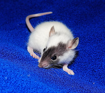 white and black mouse on blue textile thumbnail