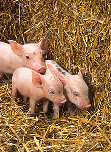 three pink piglets near brown hay thumbnail