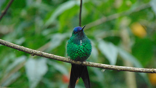green bird thumbnail