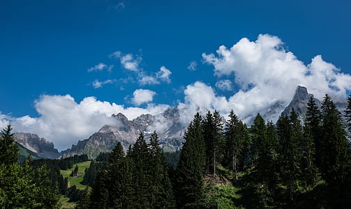 green trees under cloudy sky thumbnail