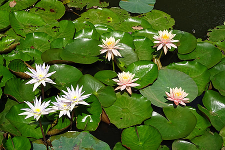 close-up photo of white petaled flowers thumbnail