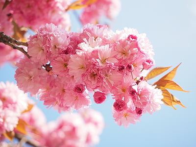 selective focus photography of pink cherry blossoms thumbnail