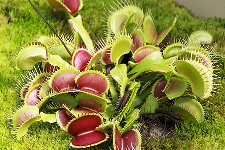 Insect eating plants, venus fly trap. thumbnail