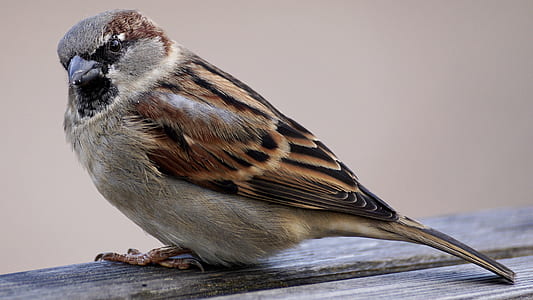focus photography of Eurasian tree sparrow thumbnail