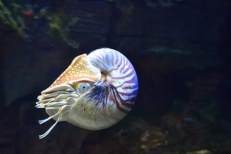 gray and black sea creature thumbnail