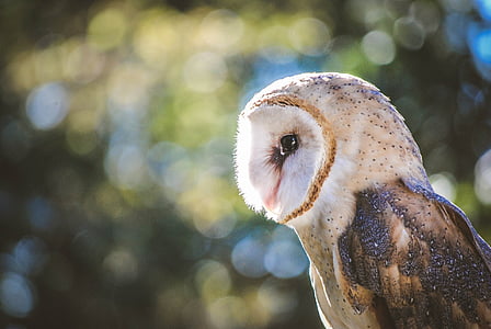 white and gray owl in closeup photo thumbnail