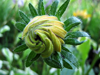 shallow focus photography of green and yellow flower thumbnail