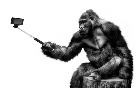 gorilla holding black and stainless steel selfie stick illustration thumbnail