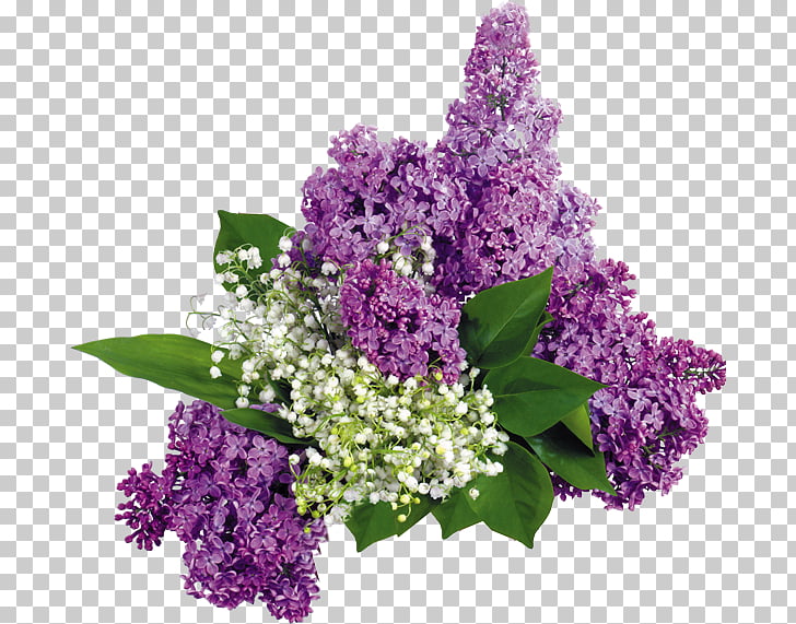 Common Lilac Flower Garden Les Lilas Flower Png Clipart Free Cliparts Uihere