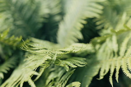 green fern plant thumbnail