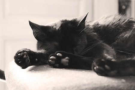grayscale photo of short coat cat sleeping thumbnail