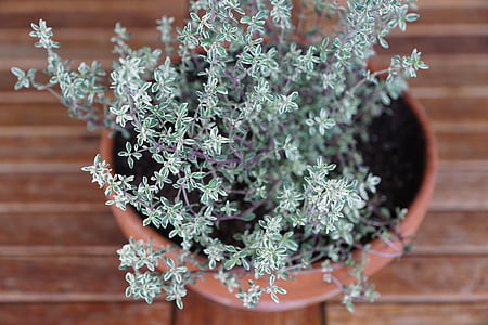 green leafed plant in brown pot thumbnail