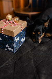 Christmas gifts for a cute little dog thumbnail