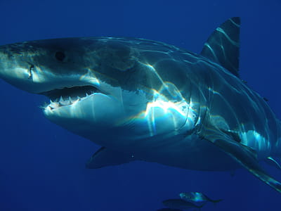 view of shark under the sea thumbnail