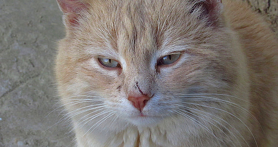 Wild Cat In Village, Real Survival thumbnail