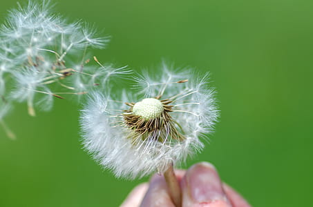 plant, flower, wildflower, macro thumbnail