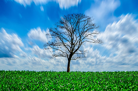time laps photography of bare tree thumbnail