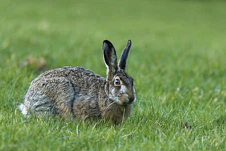 rabbit on grass field thumbnail