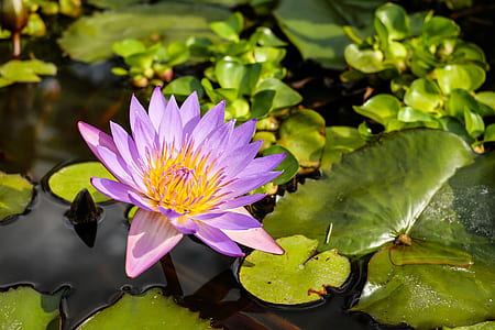 photo of purple lotus flower during daytime thumbnail