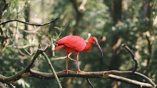 close-up photo of red bird on branch thumbnail