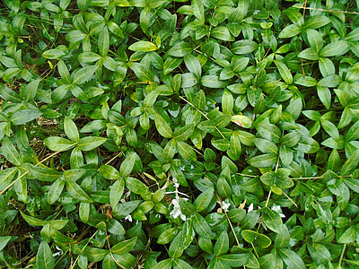 Green leaves background after a rain thumbnail