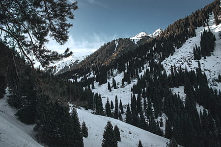 aerial view photography of trees covered with snow thumbnail
