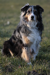 adult blue merle Australian shepherd sitting on the grass field photography thumbnail