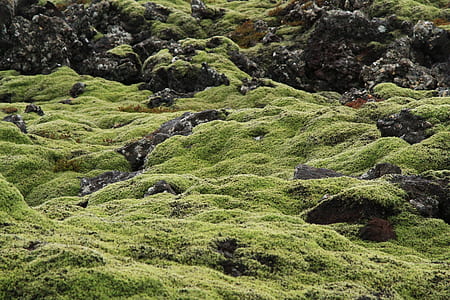 green grass field thumbnail