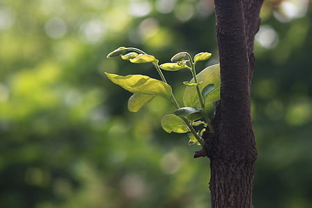 selective focus photography of green leafed plant thumbnail