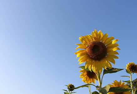 sunflower field under blue sky thumbnail