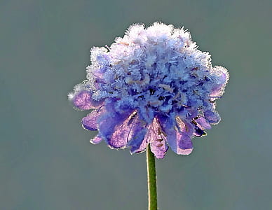 selective focus photography of blue scabiosa covered with snow thumbnail